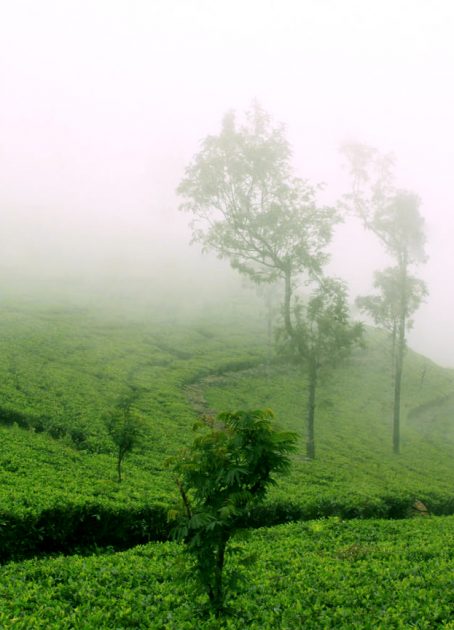 Morning Tea plantation 1