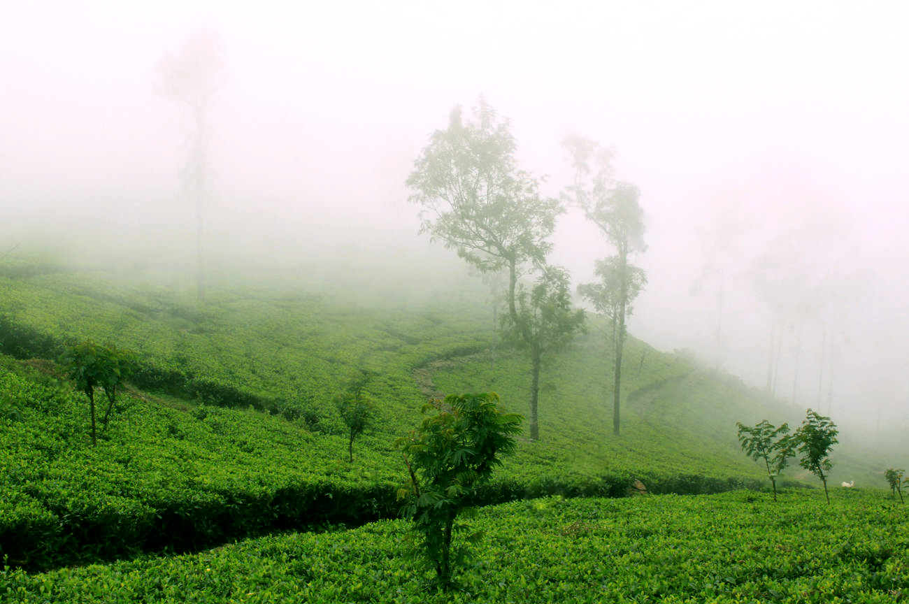 Morning Tea plantation 1 Morning Tea plantation 1