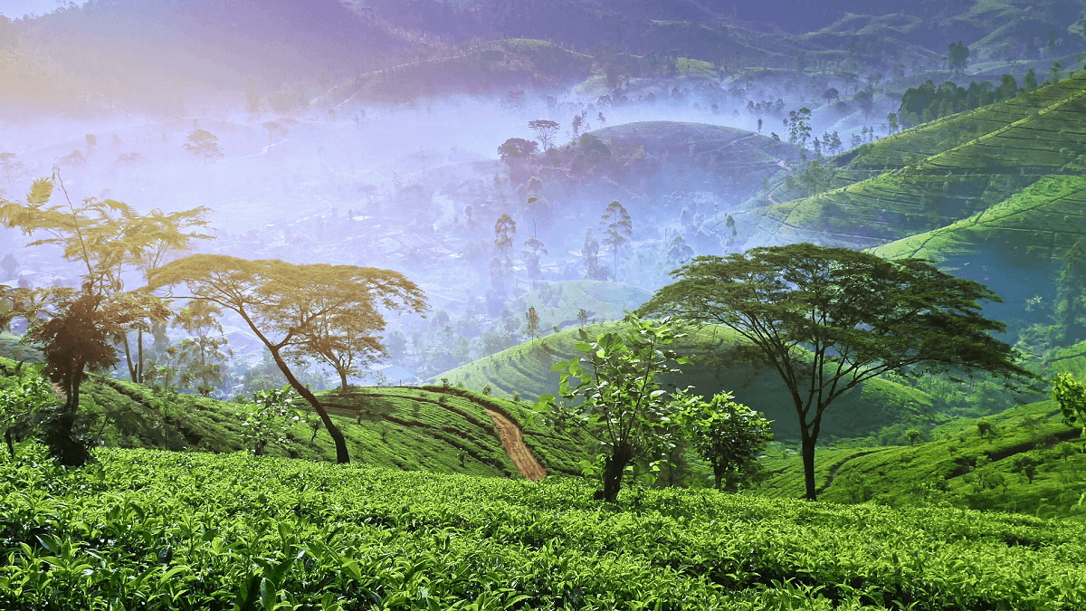 Morning Tea plantation 2 Morning Tea plantation 2