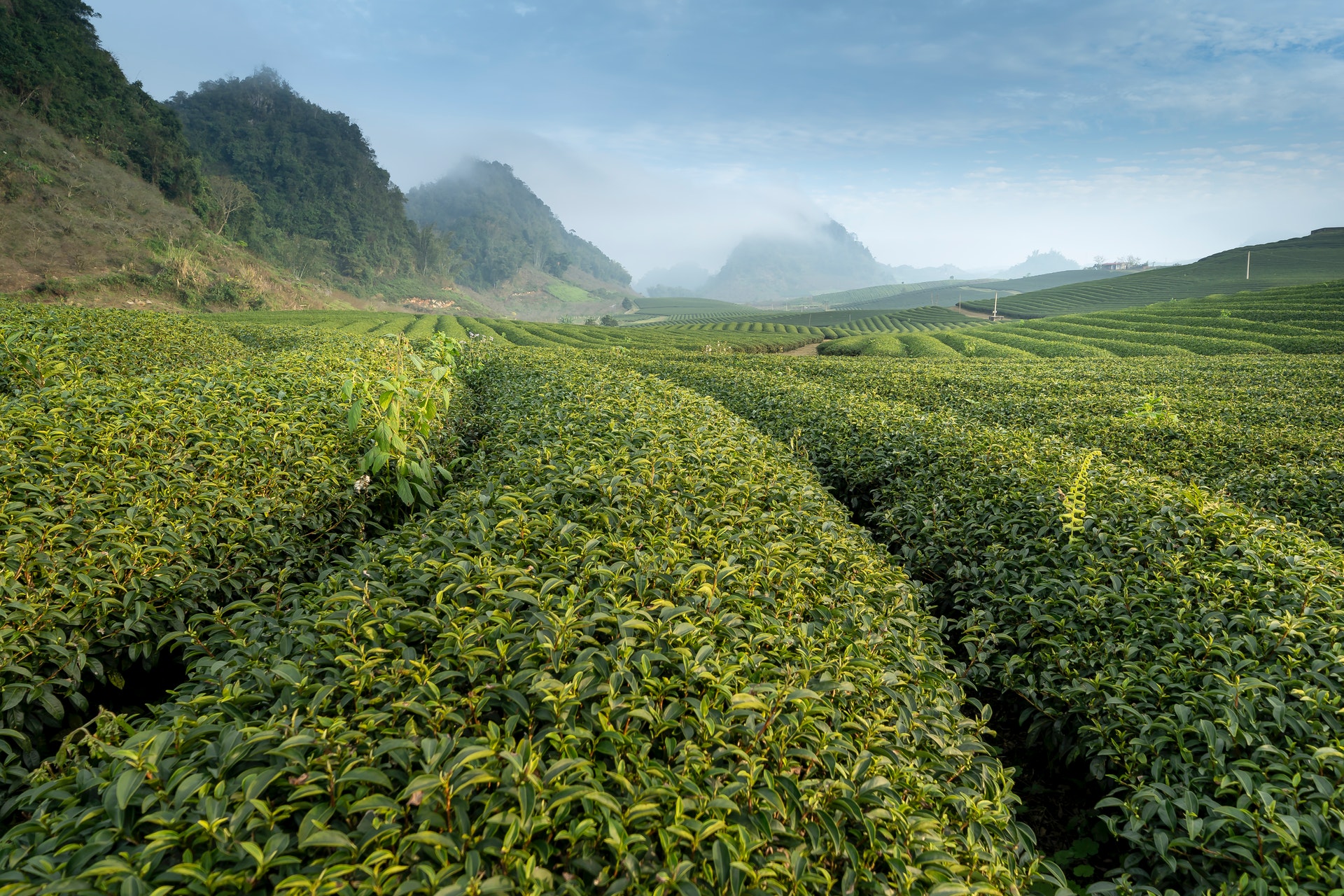 green-plantation-2884905 green-plantation-2884905