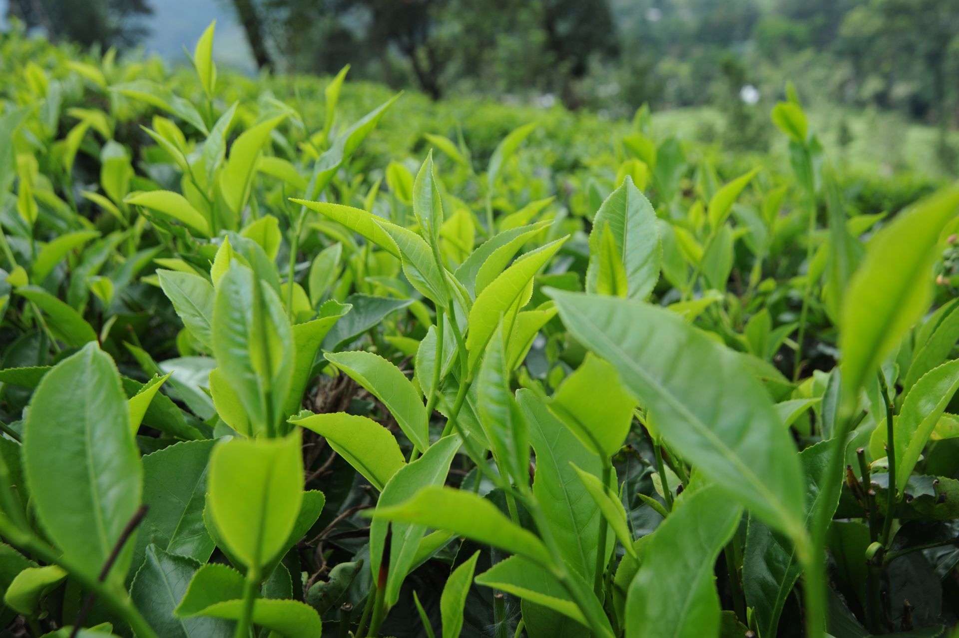 Tea Garden_2 Tea Garden_2
