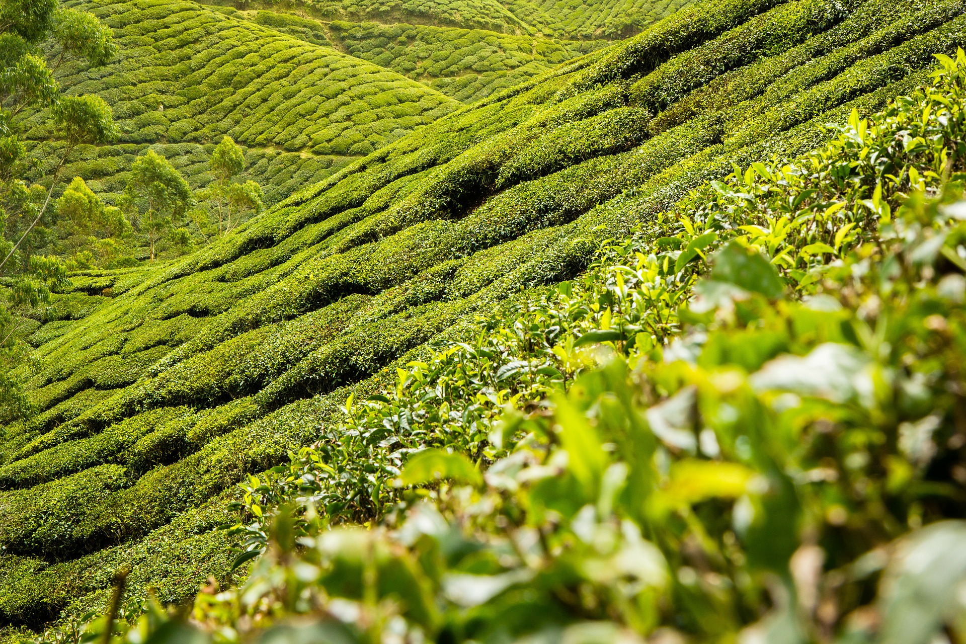 tea-leaves-139617_1920 tea-leaves-139617_1920